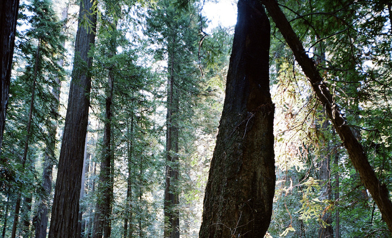 Trimble to establish a new forestry lab at UBC; Photo by Peter Gutierrez